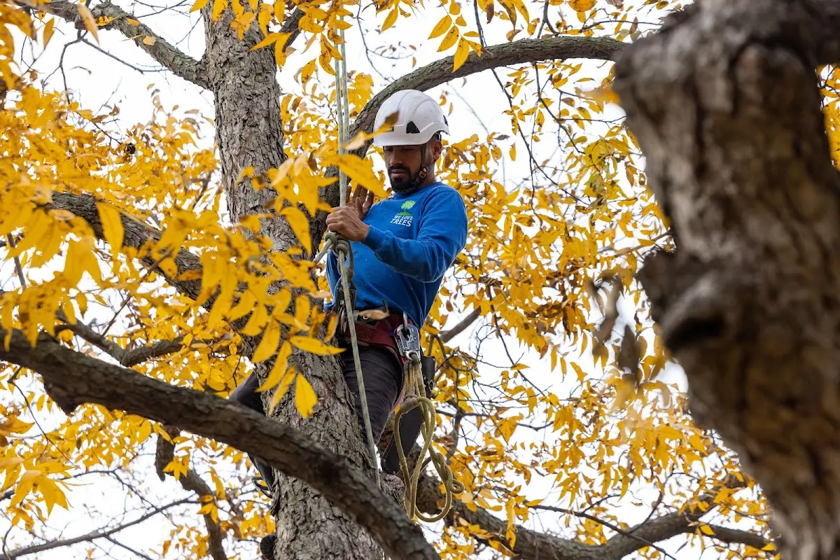 Skilled Tree Planing crew working in Sonyea