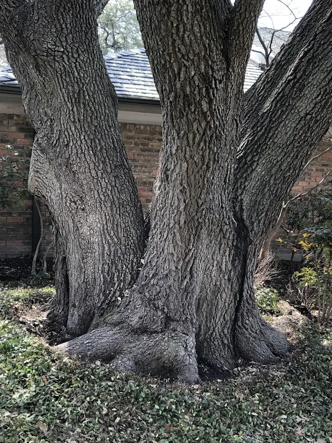 Mature heritage tree close to a Sonyea property cared for by certified arborists